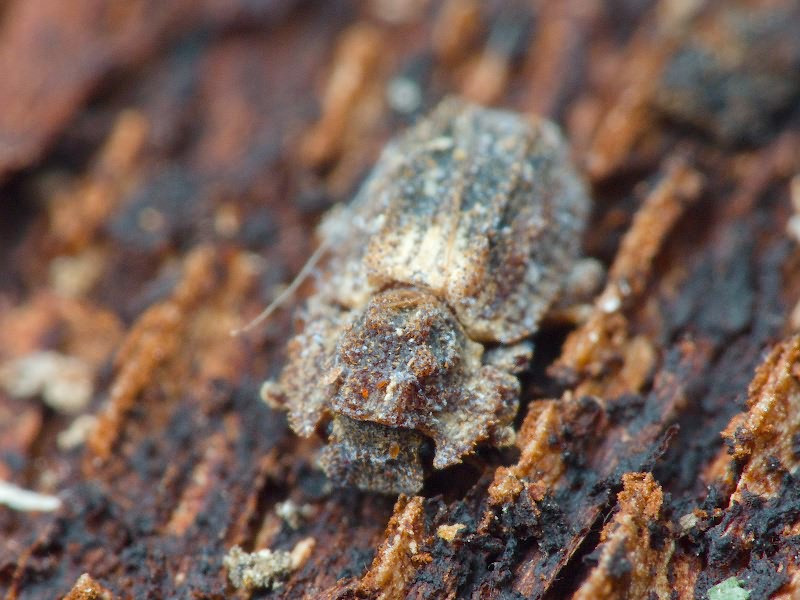 Endophloeus exculptus Germar, 1847